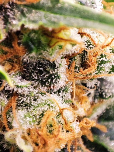 Growreport Bild 3