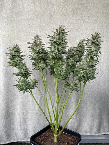 Growreport Bild 4