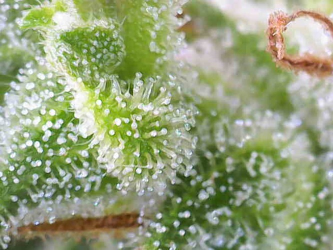 Growreport Bild 23