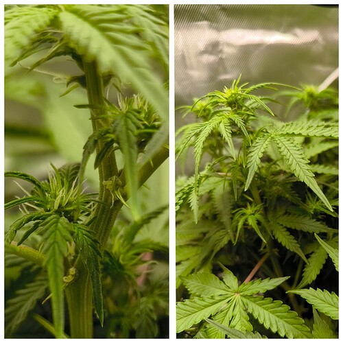 Growreport Bild 7