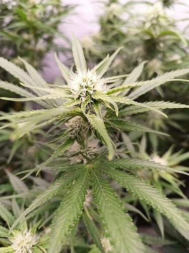 Growreport Bild 3