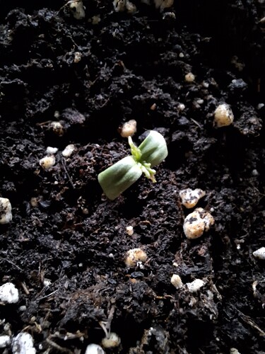 Growreport Bild 9