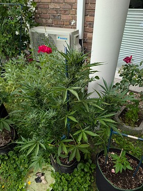 PXL_20250622_150507290.MP