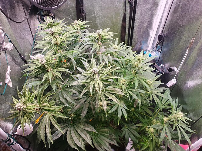 Growreport Bild 1