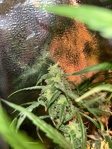 Growreport Bild 7