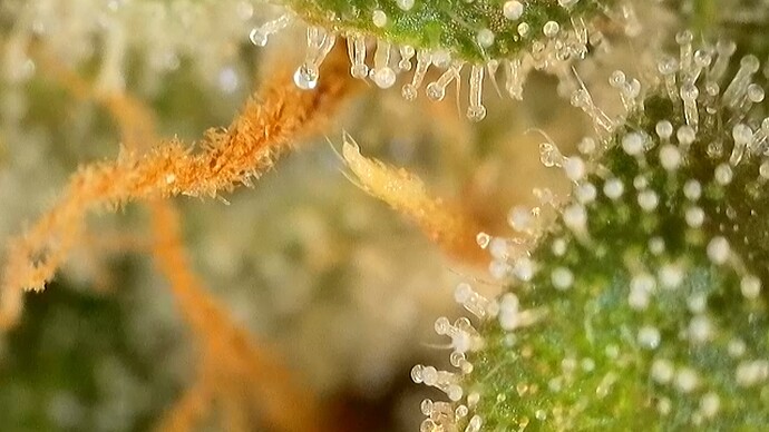 Growreport Bild 6