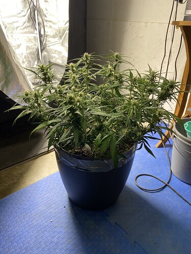 Growreport Bild 20
