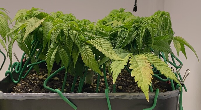Growreport Bild 3