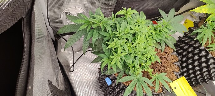 IMG_20251015_125108612