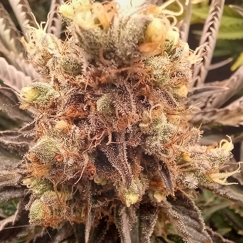 Growreport Bild 3