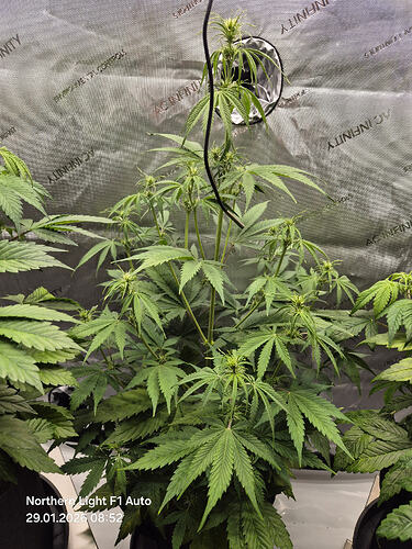 Eine Cannabis-Pflanze in einem Growzelt, identifiziert als Northern Light F1 Auto.