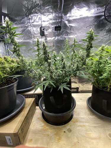Growreport Bild 70
