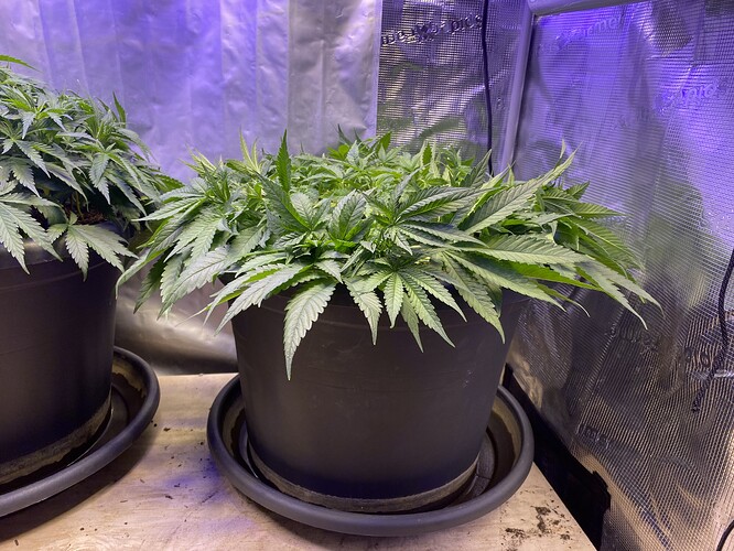 Growreport Bild 112