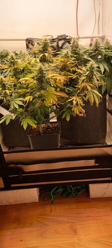 Growreport Bild 3