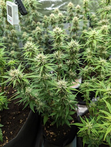 Growreport Bild 14