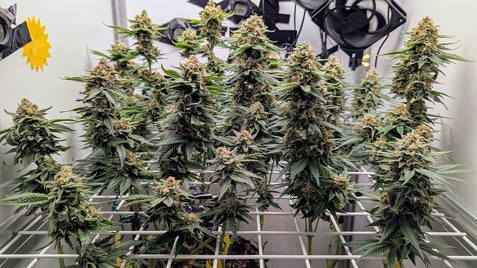 Growreport Bild 45
