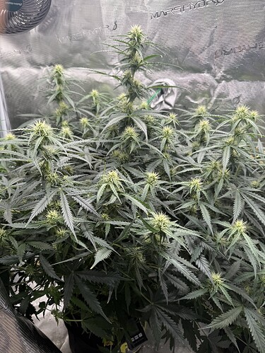 Growreport Bild 23