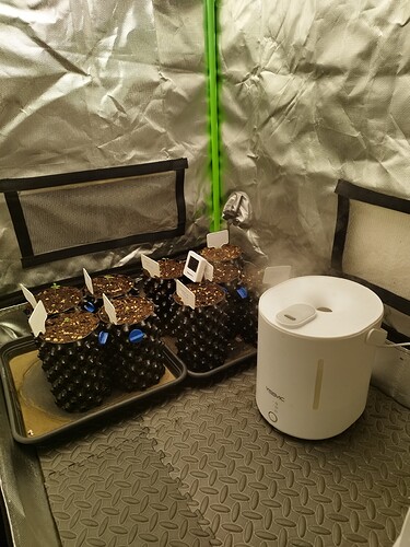 Mehrere kleine Cannabispflanzen in Air-Pots, die in einer Growbox stehen. Ein Luftbefeuchter ist ebenfalls sichtbar.