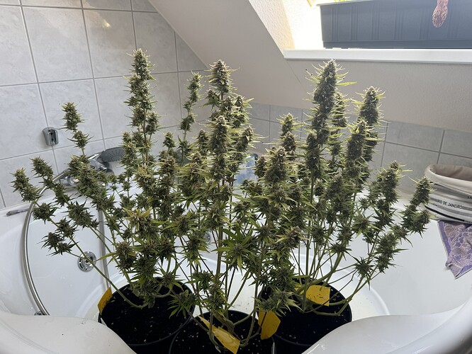 Growreport Bild 1