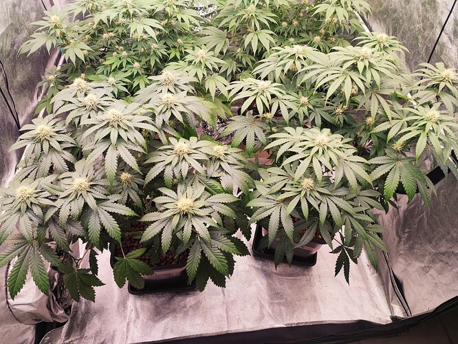 Growreport Bild 23