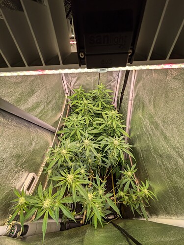 Growreport Bild 30