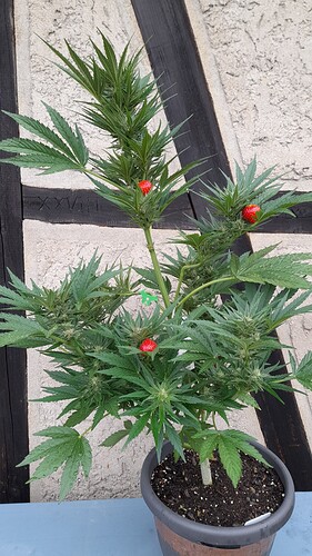 Growreport Bild 39