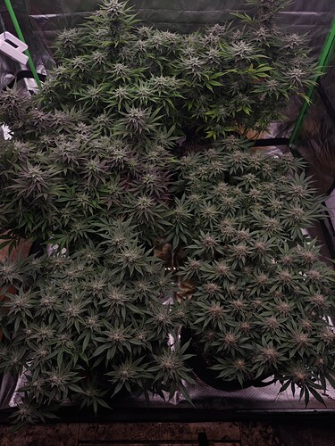 Growreport Bild 7