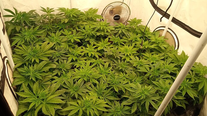 Growreport Bild 6