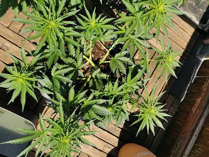Growreport Bild 1