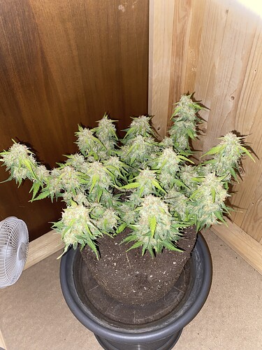 Growreport Bild 47