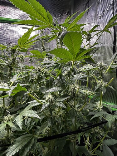 Growreport Bild 20
