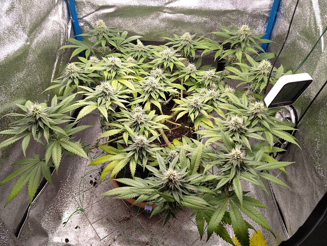 Growreport Bild 1