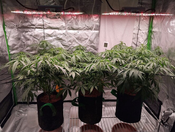 Growreport Bild 1