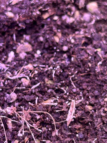 Growreport Bild 16