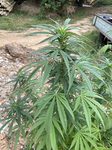 Growreport Bild 3