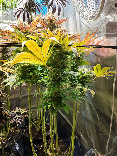 Mehrere Cannabis-Pflanzen in einem Zelt, die sich in der Wachstumsphase befinden. Die Pflanzen haben lange Stiele und entwickeln bereits Blütenansätze.