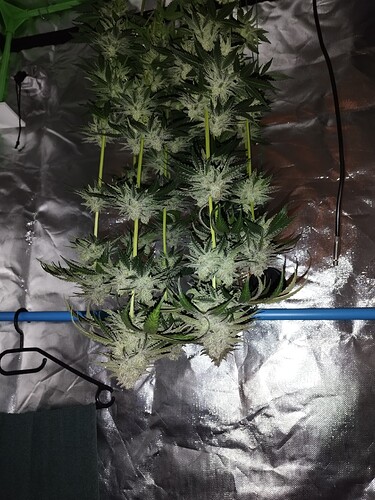 Growreport Bild 15