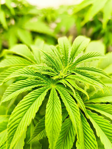 Growreport Bild 3