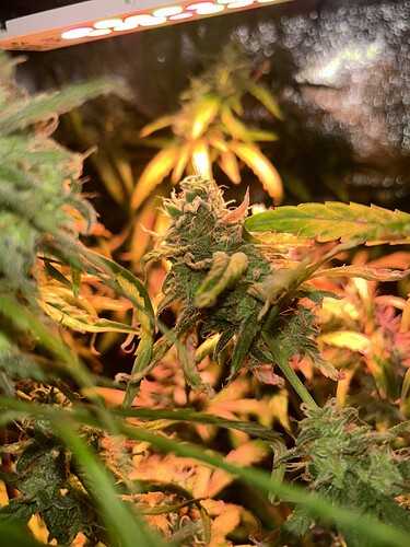 Growreport Bild 2