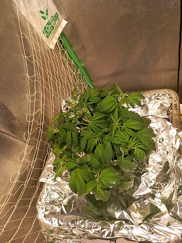 Growreport Bild 8