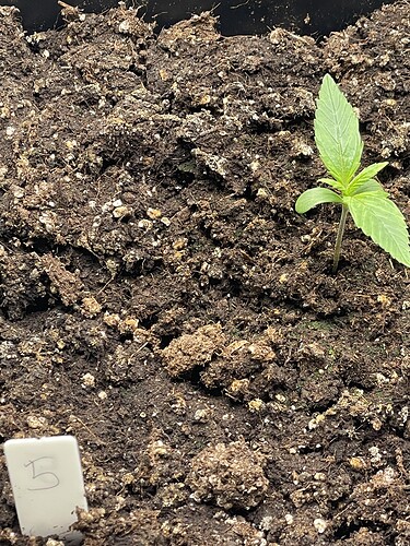 Growreport Bild 6