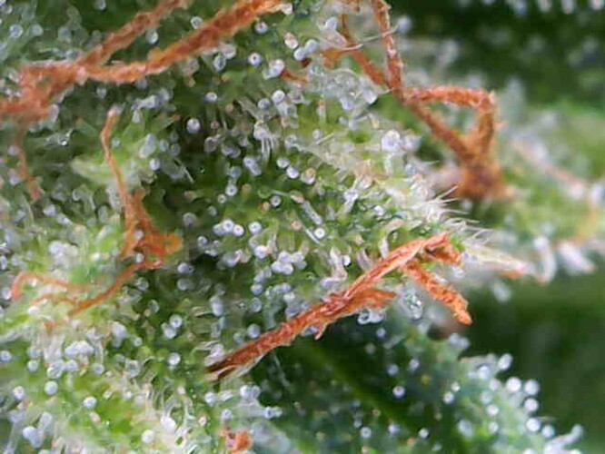 Growreport Bild 7