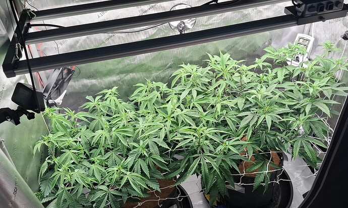Growreport Bild 2