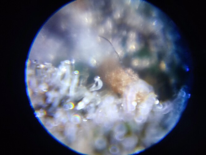 Growreport Bild 66