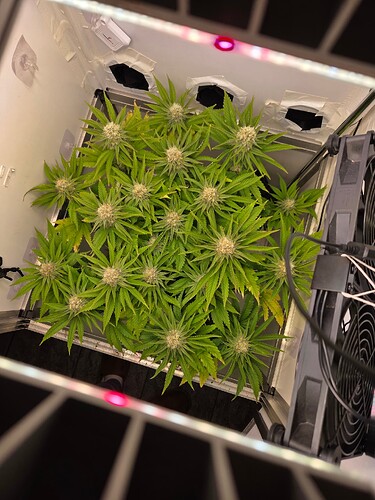 Growreport Bild 2