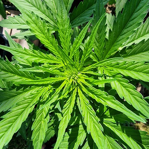 Growreport Bild 9