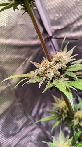 Growreport Bild 11