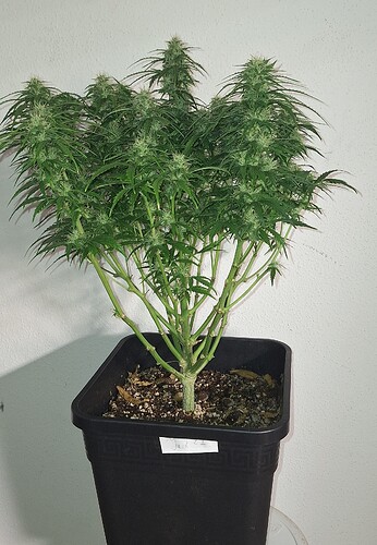 Growreport Bild 5