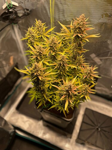 Growreport Bild 1