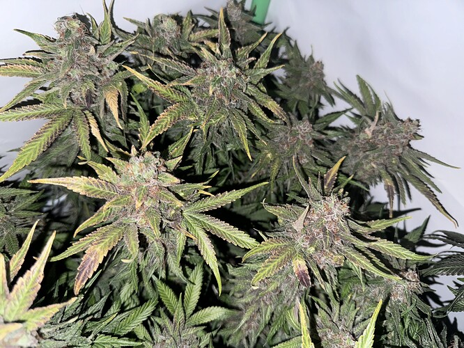 Growreport Bild 36